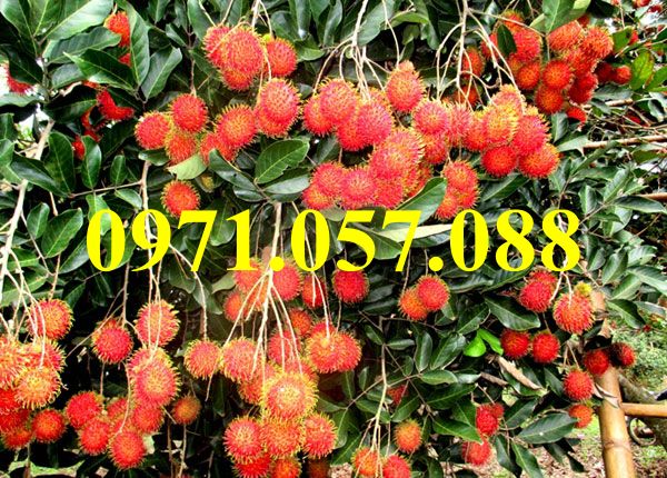 GIỐNG CÂY CHÔM CHÔM